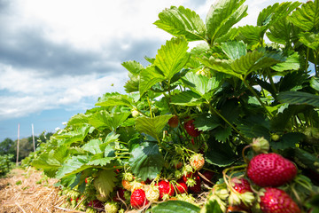 Erdbeeren selbst pflücken