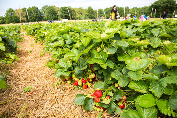 Erdbeeren selbst pflücken