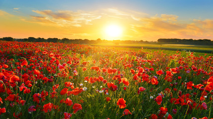 Poppy field at sunrise in summer countryside - obrazy, fototapety, plakaty