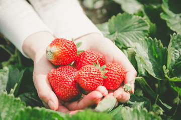 Erdbeeren selber pflücken