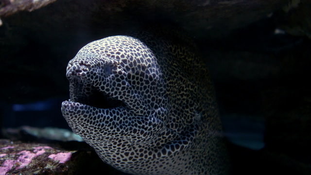 Fish in the tank at the aquarium