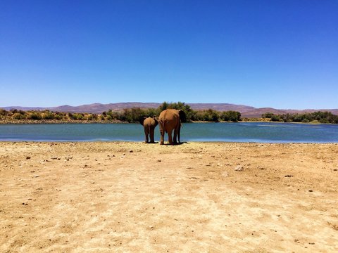 Elefanten an der Wasserstelle