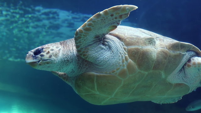 Turtle swimming in a tank