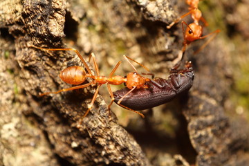 Small insect in the garden