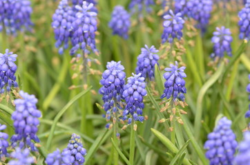 Hyacinths