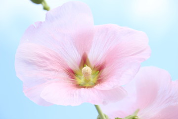 Fototapeta premium 立葵 ホリホック