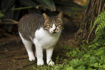 cat in wild