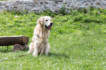 White Golden Retriever