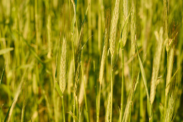 Ears of wheat