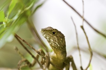 Swinhoe's tree lizard , Japalura swinhonis