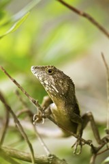 Swinhoe's tree lizard , Japalura swinhonis