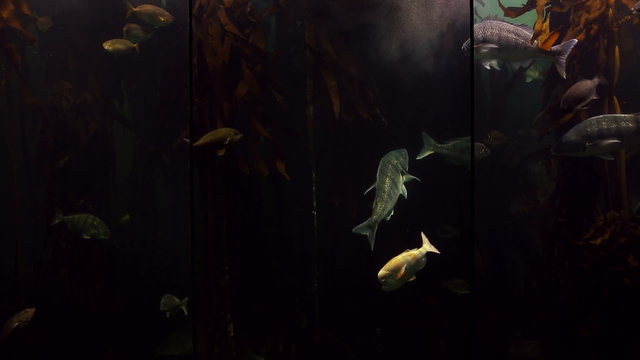Fish swimming in a tank