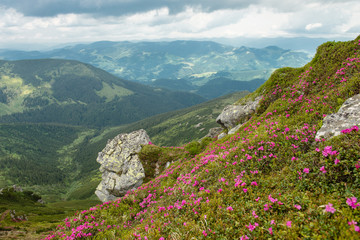 Beautiful mountain landscape with blooming pink rhododendron flo
