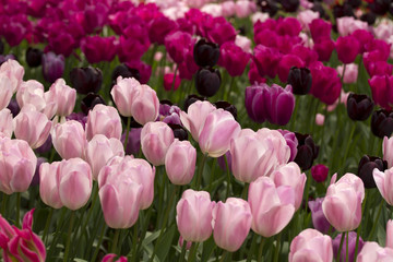 Pink Tulips in a Row
