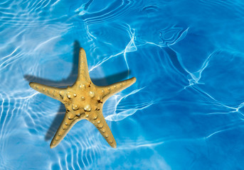 Fototapeta na wymiar Estrella de mar, exoesqueleto, fondo, animal marino, agua, verano