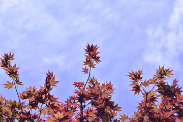 青空ともみじ