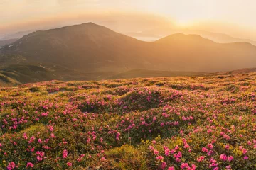 Rolgordijnen Beautiful mountain landscape with blossoming rhododendron flower © gilitukha