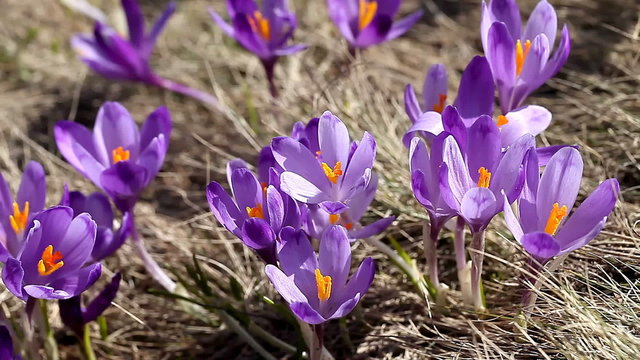beautiful spring crocus close-up background