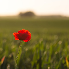 roter mohn