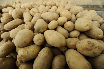 Fototapeta na wymiar Potatoes - sorting line