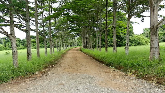 Pan view of a country road among trees