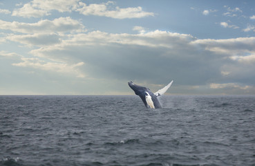 humpback whale breaching