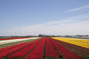 This is a typical dutch landscape in spring with fields of tulips in a row. 