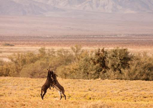 Wild Mules, Death Valley