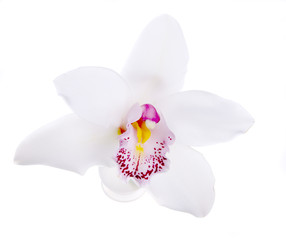 Isolated white orchid