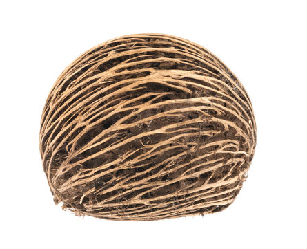 Cerbera dry fruit on white background