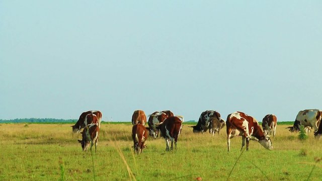 A group of Hereford cows being rounded up for branding