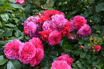 Rosier rose et rouge