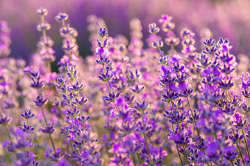 Meadow of lavender. Nature composition. Selective focus