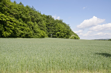 Fototapeta premium grain and forest in the distance, and part of the sky