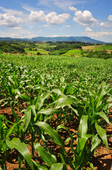 Field of green corn plants on a farm, countryside landscape