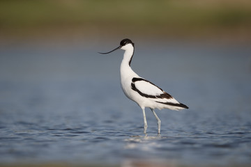 Avocet, Recurvirostra avosetta