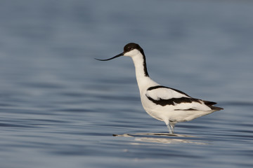 Avocet, Recurvirostra avosetta