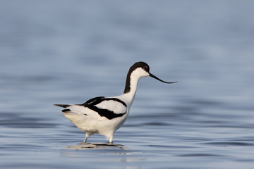 Avocet, Recurvirostra avosetta