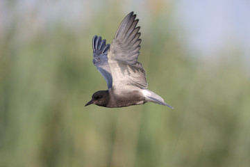 Obraz premium Black tern, Chlidonias niger