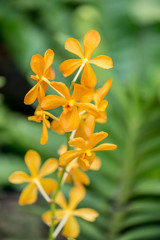 Obraz premium Colourful orchid flowers on bright summer day