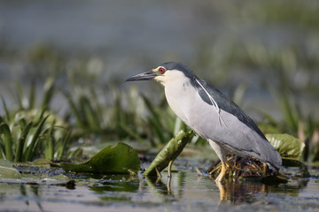 Black-crowned night-heron, Nycticorax nycticorax
