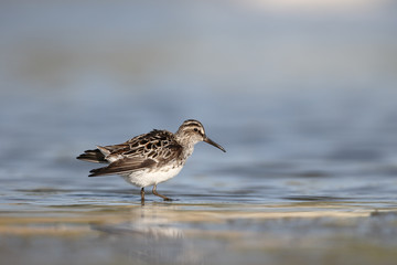 Broad-billed sandpiper, Limicola falcinellus