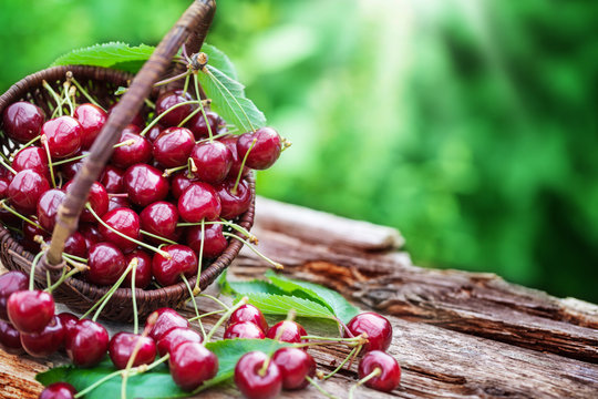 Korb Kirschen im Garten