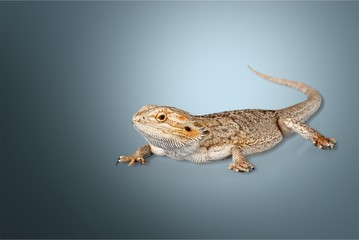 Bearded Dragon, Lizard, Iguana.