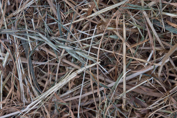 hay closeup