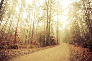 Naklejka premium Pathway through the misty autumn forest