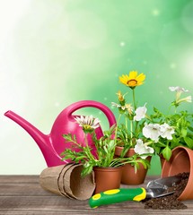 Gardening Equipment, Flower Pot, Flower.