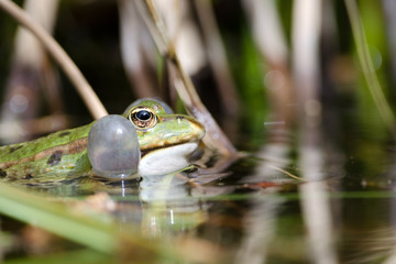 Teichfrosch