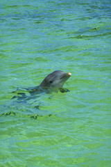 Dolphin in the Bahamas