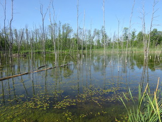 Arbres dans l'eau